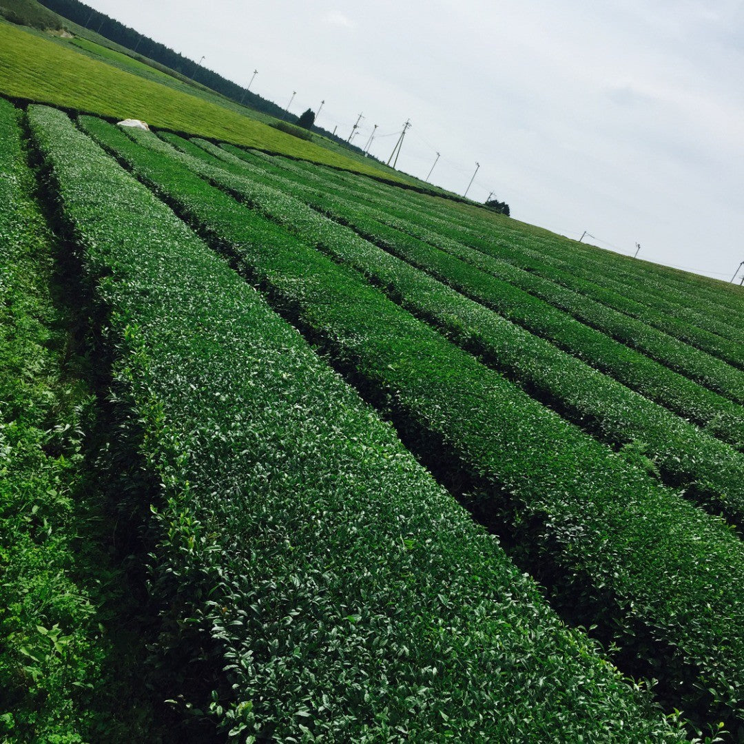 Tea from Oku-Yame